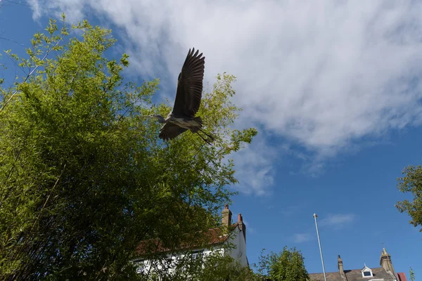 Cambridge, İngiltere'de tamamen açık Kanatlı uçan balıkçıl