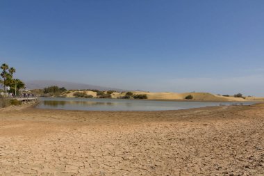 La Charca doğa rezerv göl yanındaki kumulları Maspalomas, Gran Canaria, İspanya