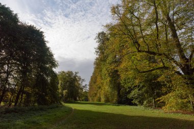 Nowton Park Avenue'de kireç tarafındaki sonbaharda ağaçlar