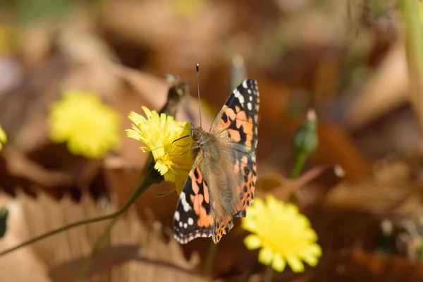 Painted Lady Butterfly Flower Autumn — Stock Photo, Image