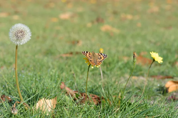 Karahindiba tohum baş ve Boyalı Bayan kelebek bir çayırda