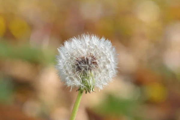 Sonbahar kafasından karahindiba tohum