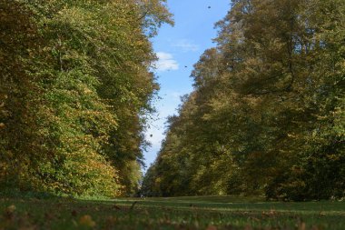 Kireç Avenue, Nowton Park, Bury St Edmunds, Suffolk, İngiltere'de sonbahar düşen yaprakları