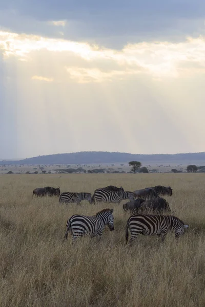 Stralen Van Het Zonlicht Schijnt Serengeti Savanne Met Grazende Zebra — Stockfoto