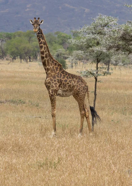 Zürafa ayakta ve Serengeti savana, Tanzanya arıyorsunuz