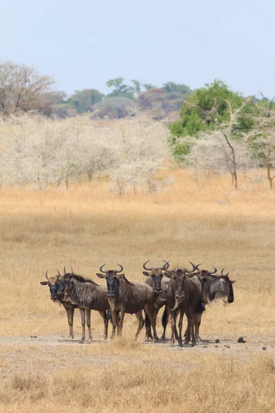 Gnoes Serengeti Tanzania Kijken — Stockfoto