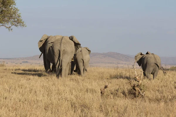 Family of elephants walking into the distance in Serengeti, Tanzania