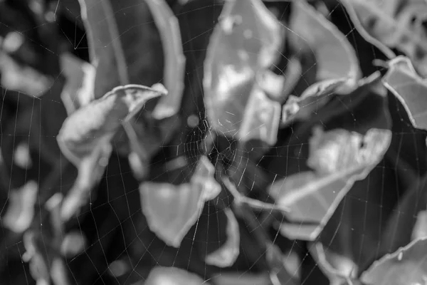 Toile Araignées Avec Fond Abstrait Feuilles — Photo