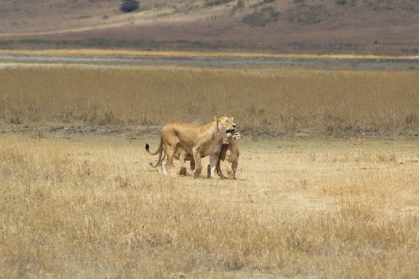 Leeuwin Met Leeuw Cub Die Affectie Tonen — Stockfoto