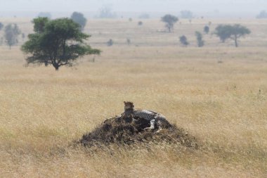 Cheetah üzerinden izlerken Serengeti, Tanaznia Höyük kaldırdı