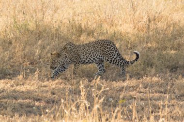 Serengeti, Tanzanya'da yürüyüş leopar