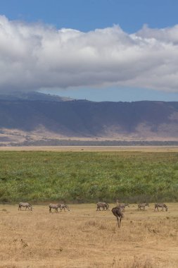 Ngorongoro krateri kenar ile zebra ve emu ön planda görünümünü