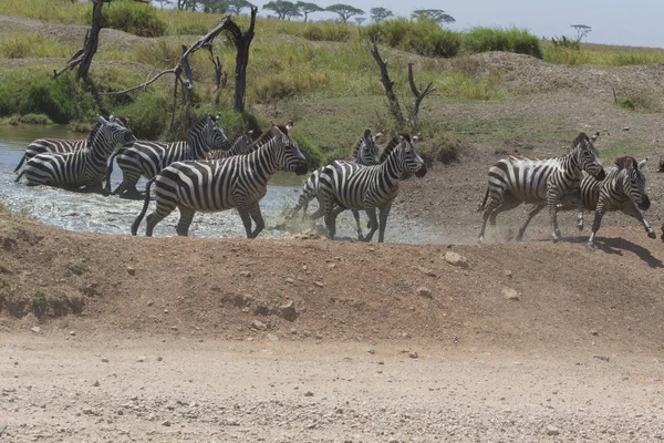 Zebra Loopt Snel Door Water Serengeti Tanzania — Stockfoto