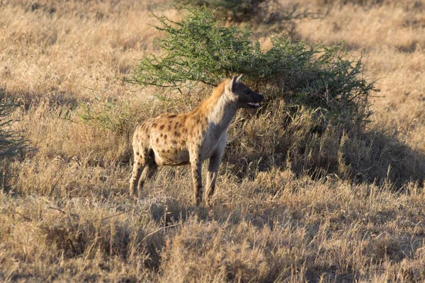 Hyena Zoek Naar Prooi Serengeti Tanznia — Stockfoto