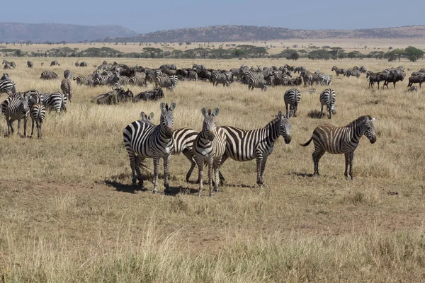 Kudde Zebra Met Sommige Zoek Serengeti Tanzania — Stockfoto