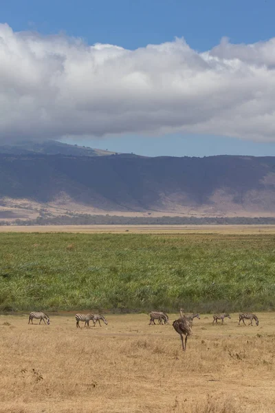 Weergave Van Ngorongoro Crater Rand Met Zebra Emu Voorgrond — Stockfoto