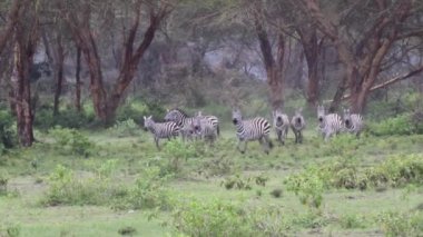 Zebra yürüyüş ve Kenya'da arıyorsunuz