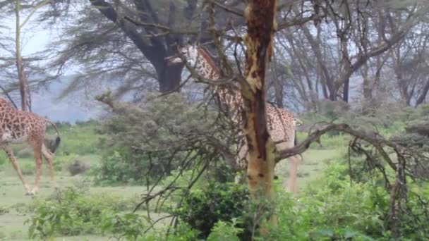 长颈鹿优雅地散步 然后在肯尼亚寻找 — 图库视频影像