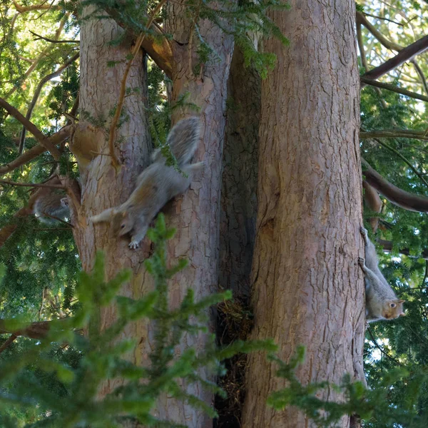 Três Esquilos Cinzentos Uma Árvore Escondendo Movendo Ainda — Fotografia de Stock