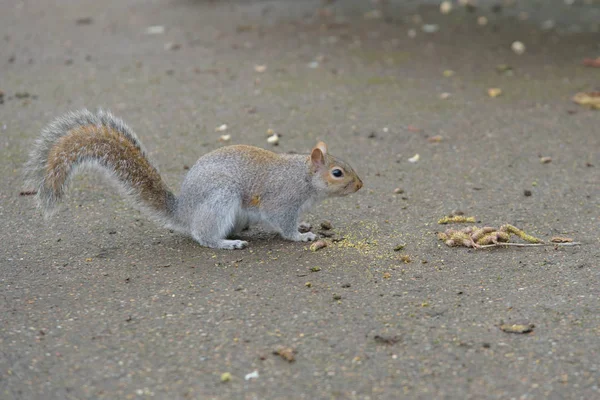Grey Squirrel Ground Facing Right — Stock Photo, Image