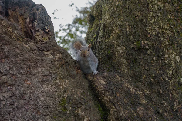 Esquilo Cinzento Sentado Uma Árvore Olhando Para Câmera — Fotografia de Stock