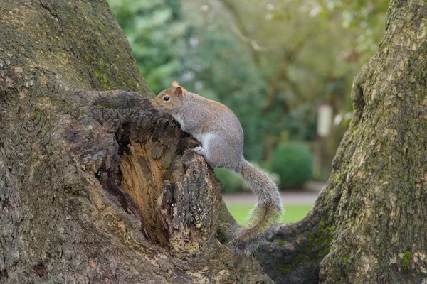 Gri sincap ağaçta oturuyor ve sola arıyorsunuz