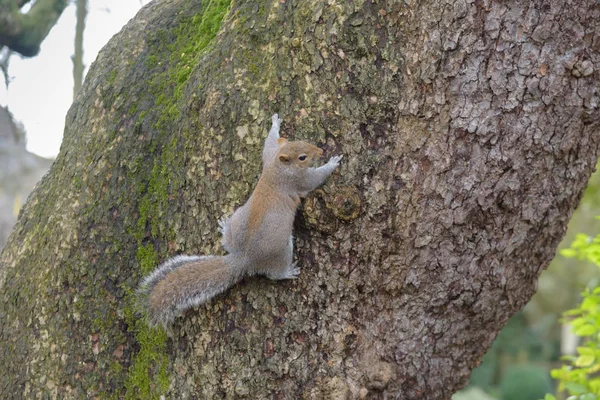 Gri sincap Ağaçta asılı ve sağa arıyorsunuz