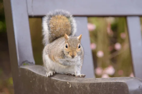 Gri sincap bir bankta oturan ve kameraya bakıyor