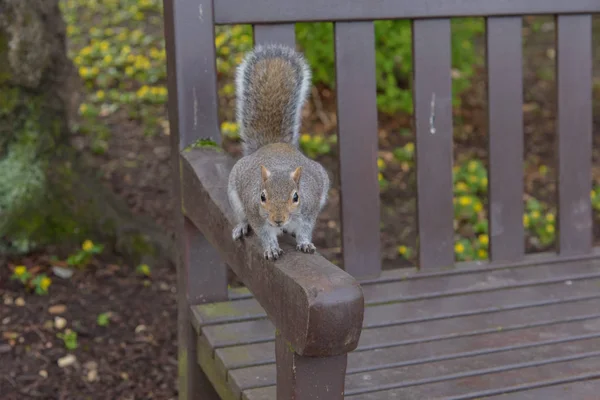 Esquilo Cinzento Sentado Banco Parque Olhando Para Câmera — Fotografia de Stock