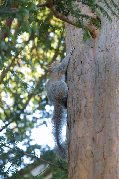 Gri sincap ağaçta asılı dikey olarak