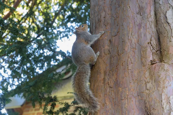 Esquilo Cinzento Pendurado Árvore Verticalmente — Fotografia de Stock