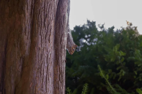 Gri sincap ağaç tırmanma