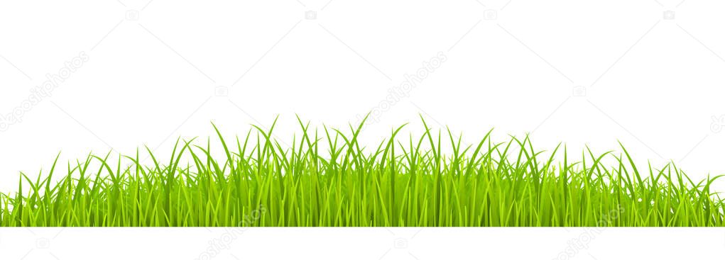 Green Grass realistic. Spring grass, field, nature eco - stock v