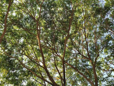 Ormanda yeşil ağaçlar