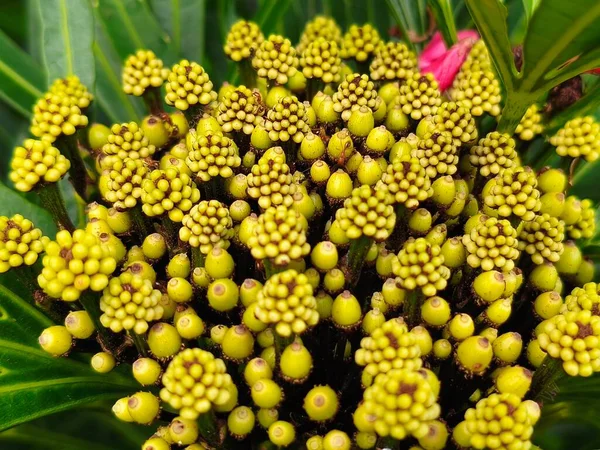 Güzel botanik fotoğrafı, doğal duvar kağıdı.