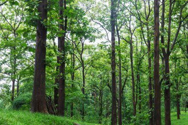 Katı ahşap, meşe ağacı fidanlığı. Kerala Nilambur 'da, Tik Kasabası olarak bilinir.