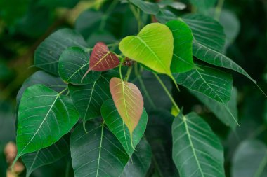Ficus religiosa ya da kutsal incir, Hindistan 'da Moraceae, Bodhi ağacı, bo ağacı, peepal, dikiz ağacı ya da Ashvattha ağacına ait bir incir türüdür.