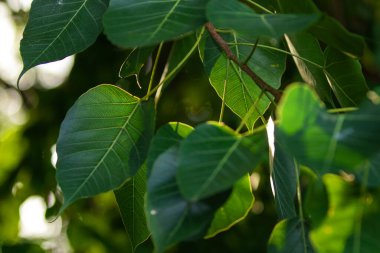 Ficus religiosa ya da kutsal incir, Hindistan 'da Moraceae, Bodhi ağacı, bo ağacı, peepal, dikiz ağacı ya da Ashvattha ağacına ait bir incir türüdür.