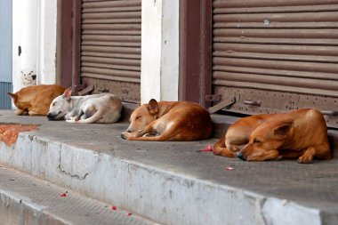 Sokak köpekleri ya da sokak köpekleri toplumsal mesele olarak halka açık yerlerde
