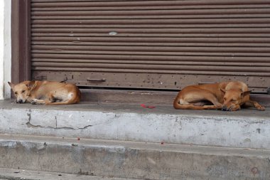 Sokak köpekleri ya da sokak köpekleri toplumsal mesele olarak halka açık yerlerde