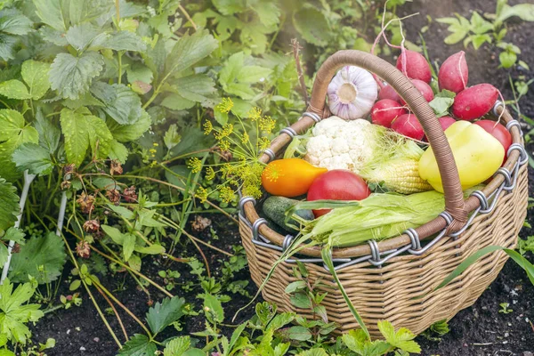 Verduras orgánicas frescas — Foto de Stock