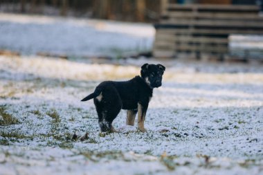 Küçük köpek dışarıda kış oyunu oynuyor.