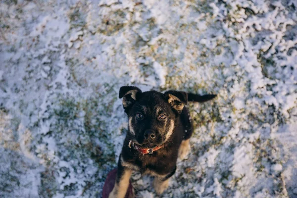 Little puppy plays winter outside