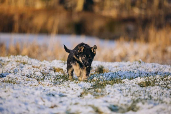 Liten valp leker vinter utanför — Stockfoto