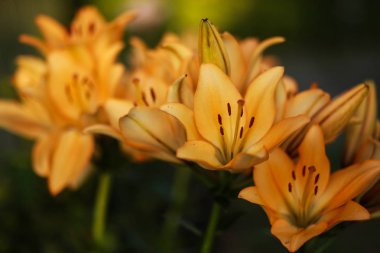 Güzel çiçek arka plan. Güneşli bir bahar gününde bahçede parlak beyaz zambakların muhteşem manzarası, yeşil çimenler ve mavi gökyüzü manzarası