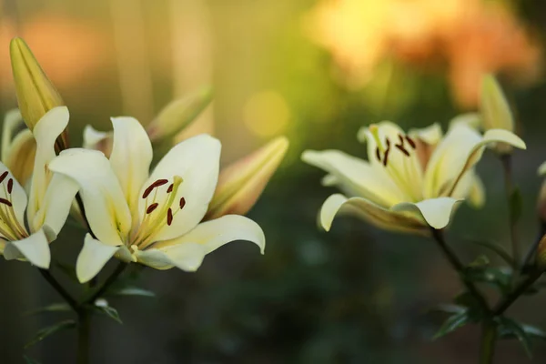 Fundo floral bonito. Vistas surpreendentes dos lírios brancos brilhantes estão florescendo no jardim em um dia ensolarado da primavera, grama verde e paisagem azul do céu — Fotografia de Stock