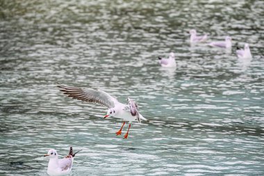 Bir grup güvercin Catalunya Park 'taki Sabadell Gölü' nün sularında serinliyor ve çırpınıyor.