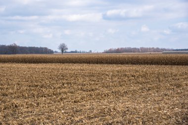 Kısmen hasat Mısır tarlasında bir Ontario bir bulutlu sonbahar gününde kırsal