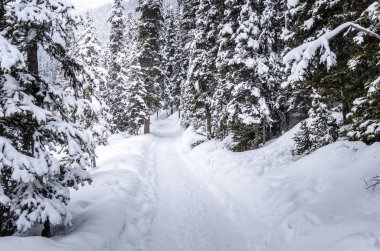 Snowy orman bir kış gününde dar yol. Lake Louise, Ab, Kanada.