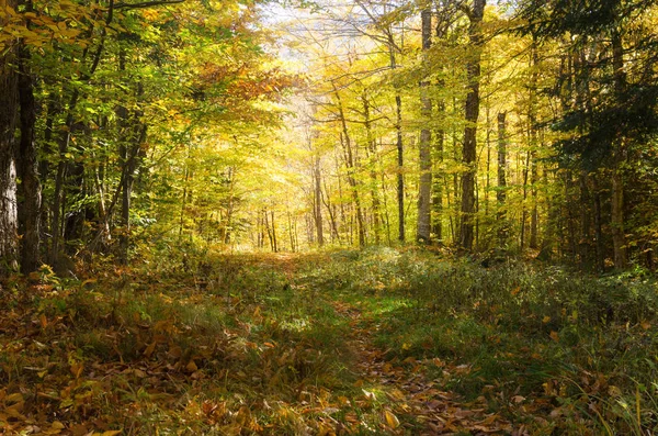 Sonbahar Bir Ormanda Issız Yol Kavramı Keşif Macera — Stok fotoğraf